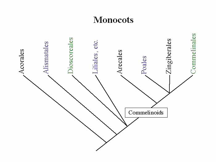 monocot plants list